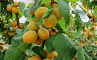 杏树不结果的原因，可能是光照不足或水肥不足等导致的