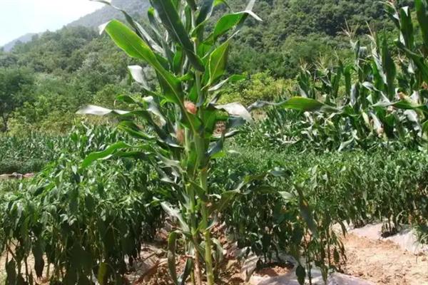 安农591玉米种介绍，种植密度为每亩4000株