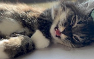 猫咪突然疏远主人的原因，可能是记仇或缺乏陪伴