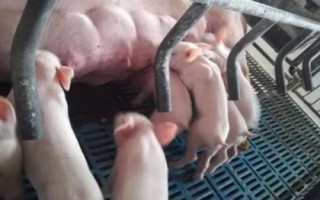 仔猪保温灯多少瓦合适,夏季的时候保温灯用150瓦比较合适