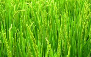 裕优占水稻品种简介,注意防治白叶枯病