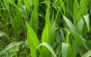 闽甜208玉米品种的特性,气温稳定通过12℃时播种