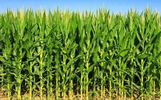 C3061玉米品种简介，4月下旬至5月上旬播种