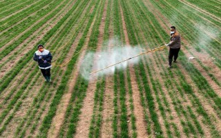 小麦叶尖发黄的原因，氮肥施用过多或除草剂药害均会导致