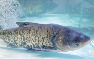 花鲢的食物，鱼苗阶段主食浮游动物