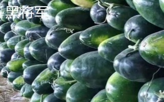 优良的冬瓜品种有哪些,包括一串铃4号、黑将军、早青冬瓜等品种