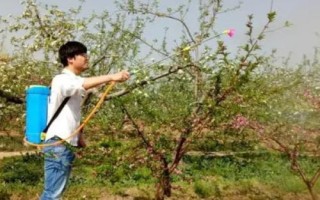 桃树缺钙有哪些症状，幼叶叶缘呈杯状上卷，展开幼叶脉间失绿