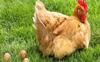 母鸡下蛋后为什么咯咯叫，可能是兴奋、寻求交配或炫耀等