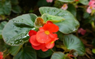 哪些花卉适合夏季种植，包含飘香藤、三角梅等品种