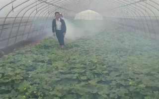 硫酸亚铁的使用方法，每隔10天左右喷施一次