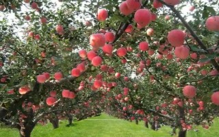苹果的种植前景，收益可观但市场饱和度高可能会供大于求