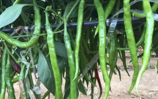 青椒何时采摘，适宜在夏秋季收获采摘