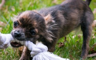 狗咬东西时会甩头的原因，主要是受到狩猎天性的影响