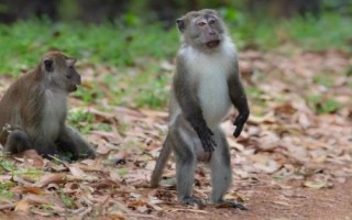 食蟹猴可以个人养殖出售吗，为国家二级重点保护野生动物