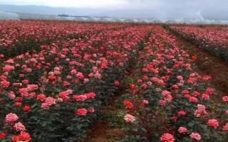 月季能耐多少度低温,5℃以下便会进入休眠状态