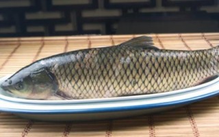 草鱼能长到什么程度，体重最多可超过40公斤