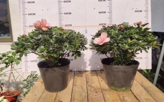 种植杜鹃花的要点，注意剪除细弱的枝条和过于繁茂的枝条