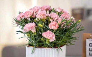 康乃馨长大要多久,150天左右就能长大