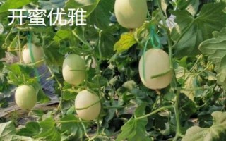 厚皮甜瓜品种，这几个品种的瓜肉厚度达到4厘米