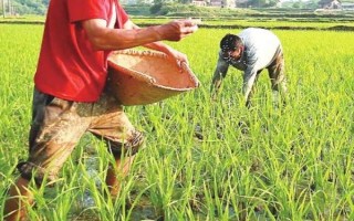 水稻插秧后的田间管理方法，大苗移栽后可以灌深一些水