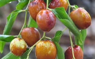 北方可以种什么品种的枣树，灰枣、金铃圆枣、临泽小枣、冬枣等任选