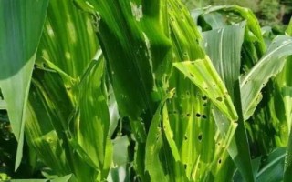 联创102玉米种子特征特性,适应区4月下旬至5月上旬播种