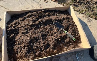 种植杜鹃花的要点，注意剪除细弱的枝条和过于繁茂的枝条