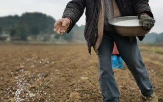 百合怎么种植，播种前需要用药物涂抹种子