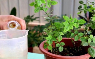 月季花如何养殖，要遵循干透浇透的浇水原则