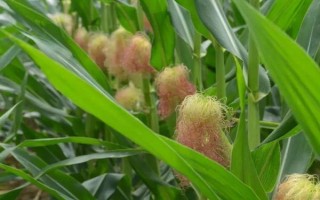 甘玉2号玉米品种简介,普通玉米品种