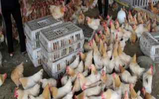 淘汰鸡怎么卖个好价钱，淘汰前需增重