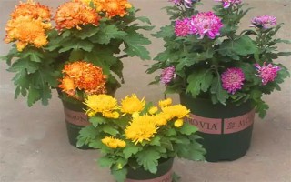 菊花适合几月份掐头，在3-4月份掐头可抑制徒长