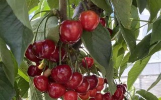 美国大红樱桃的由来，以雷尼与布莱特杂交选育而成