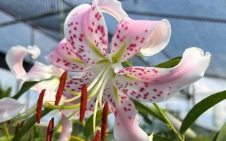 百合有哪些品种,常见的有鹿子百合、水仙百合等