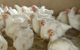 肉鸡和蛋鸡有什么区别，用途、饲养时间均不同