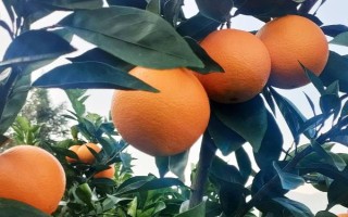 橙子优质丰产的条件，需要合理的温度、土壤和光照