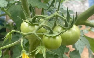 番茄为何坐果率低以及怎么解决，过量使用氮肥会导致植株旺长、继而影响结果