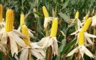 彩甜糯2020玉米种简介,该品种品质总评分85.1分