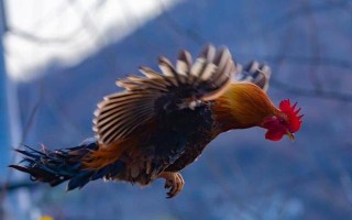 母鸡下蛋口在哪里，就是从泄殖腔出来的