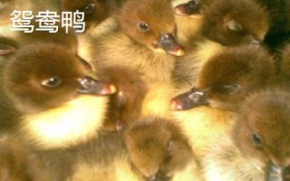 优质鸭苗品种介绍，品种众多各有特点