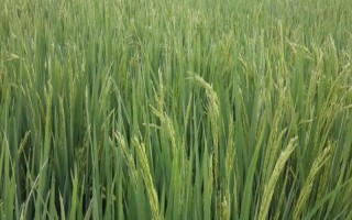 隆两优298水稻品种的特性,每亩有效穗数14.0万穗