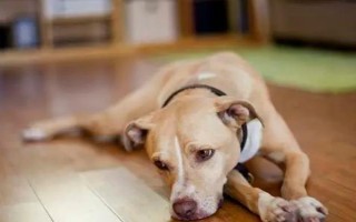 狗狗突然呕吐的原因,可能是吃的太多所致