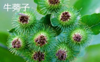 牛蒡根与牛蒡子有什么区别,主要体现在部位不同