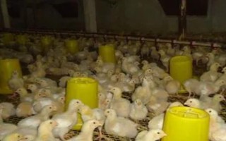 小鸡的养殖技术，把鸡舍的温度稳定在18℃-24℃之间