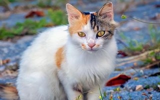 猫咪生长期怎么管理饮食，断奶前可饲喂幼猫专用的羊奶粉