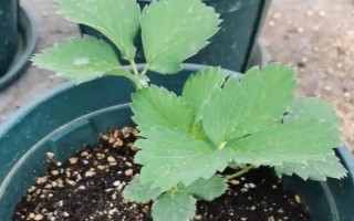 盆栽草莓苗怎么定植，将根系埋入土壤中再压实浇水