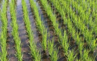 延粳503水稻种简介,生育期135天