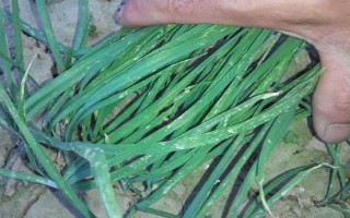 韭菜叶子有白点是什么，可能是韭菜灰霉病导致的