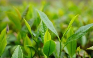 广西苍梧县的特产,有广西肉桂、苍梧蜜枣等