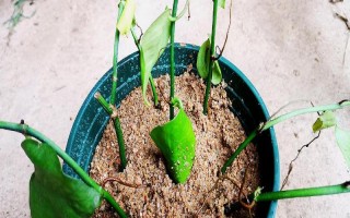 绿萝12月份能扦插吗,可以但是需注意调节室温